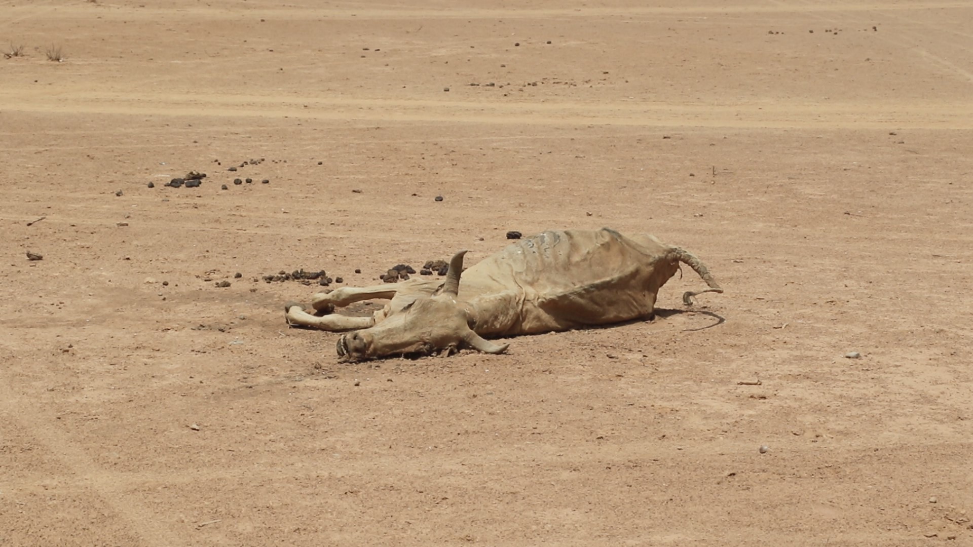 ‘This is the worst drought in forty years’: Millions of Ethiopians at risk from failed rains