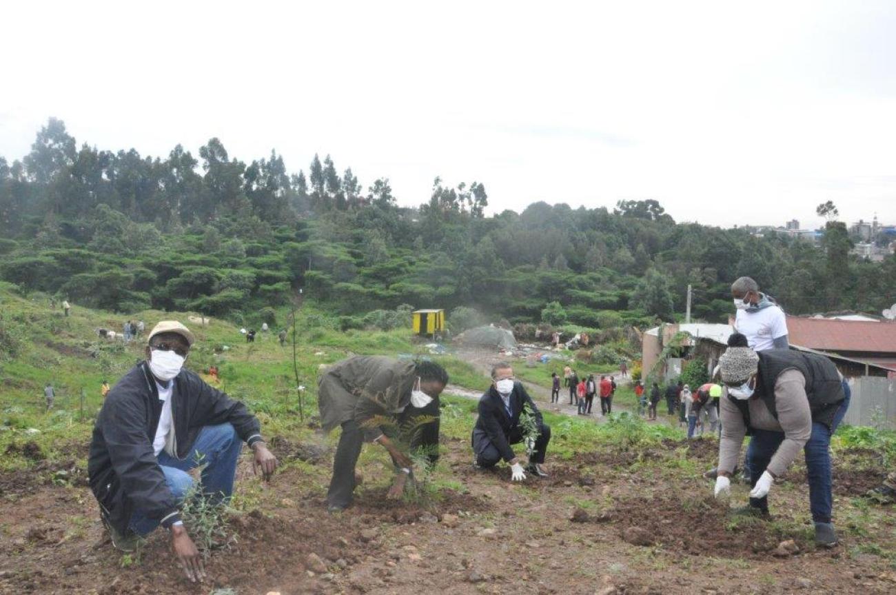 United Nations in takes part in tree planting to of deforestation, climate change United Nations in Ethiopia